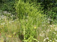 Beta vulgaris ssp vulgaris 11, Biet, Saxifraga-Rutger Barendse