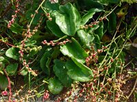 Beta vulgaris ssp vulgaris 31, Biet, Saxifraga-Hans Grotenhuis
