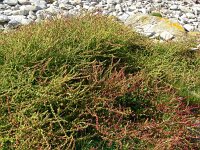 Beta vulgaris ssp vulgaris 32, Biet, Saxifraga-Hans Grotenhuis