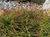 Beta vulgaris ssp vulgaris 33, Biet, Saxifraga-Hans Grotenhuis