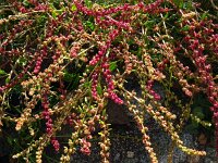 Beta vulgaris ssp vulgaris 34, Biet, Saxifraga-Hans Grotenhuis
