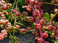 Beta vulgaris ssp vulgaris 35, Biet, Saxifraga-Hans Grotenhuis