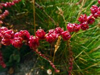Beta vulgaris ssp vulgaris 36, Biet, Saxifraga-Hans Grotenhuis