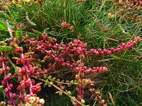 Beta vulgaris ssp vulgaris 37, Biet, Saxifraga-Hans Grotenhuis