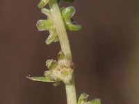 Beta vulgaris ssp vulgaris 4, Biet, Saxifraga-Rutger Barendse