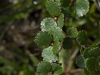 Betula nana 1, Saxifraga-Willem van Kruijsbergen