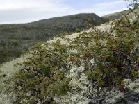 Betula nana 10, Saxifraga-Willem van Kruijsbergen