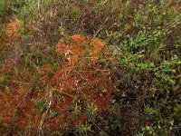 Betula nana 11, Saxifraga-Hans Boll