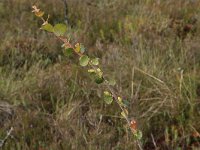 Betula nana 12, Saxifraga-Hans Boll