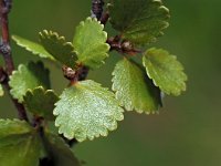 Betula nana 14, Saxifraga-Hans Dekker