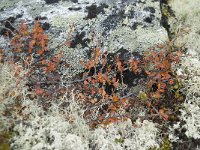 Betula nana 15, Saxifraga-Annemiek Bouwman