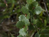 Betula nana 2, Saxifraga-Willem van Kruijsbergen