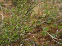 Betula nana 4, Saxifraga-Dirk Hilbers