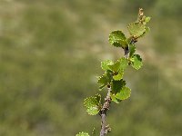 Betula nana 6, Saxifraga-Jan van der Straaten