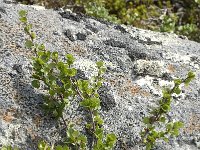 Betula nana 7, Saxifraga-Jan van der Straaten