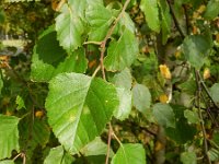 Betula pubescens 4, Zachte berk, Saxifraga-Rutger Barendse