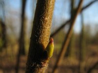 Betula pubescens 1, Zachte berk, Saxifraga-Rutger Barendse