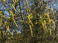 Betula pubescens 2, Zachte berk, Saxifraga-Jan van der Straaten