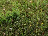 Betula pubescens 8, Zachte berk, Saxifraga-Hans Boll