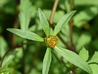 Bidens connata 9, Smal tandzaad, Saxifraga-Sonja Bouwman