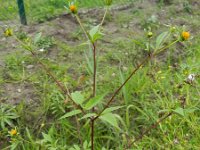 Bidens frondosa 9, Zwart tandzaad, Saxifraga-Rutger Barendse
