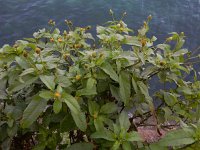 Bidens pilosa 11, Saxifraga-Ed Stikvoort