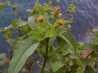 Bidens pilosa 8, Saxifraga-Ed Stikvoort