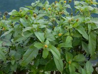 Bidens pilosa 9, Saxifraga-Ed Stikvoort