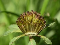 Bidens tripartita 15, Veerdelig tandzaad, Saxifraga-Sonja Bouwman  985. Veerdelig tandzaad - Bidens tripartita - Asteraceae familie (i)