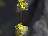 Biscutella didyma 7, Saxifraga-Willem van Kruijsbergen