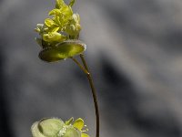 Biscutella didyma 8, Saxifraga-Willem van Kruijsbergen