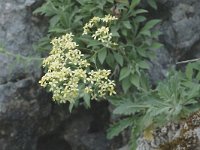 Biscutella frutescens 2, Saxifraga-Jan van der Straaten