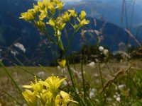 Biscutella laevigata 15, Saxifraga-Ed Stikvoort