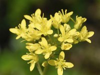 Biscutella laevigata 17, Saxifraga-Sonja Bouwman  Brilkruid - Biscutella laevigata - Brassicaceae familie; Croda Rossa (Moos, I)