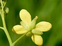 Biscutella laevigata 19, Saxifraga-Sonja Bouwman  Brilkruid - Biscutella laevigata - Brassicaceae familie