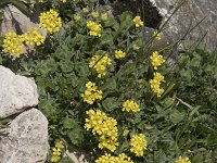 Biscutella laevigata 21, Saxifraga-Willem van Kruijsbergen