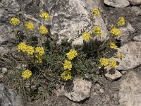 Biscutella laevigata 22, Saxifraga-Willem van Kruijsbergen