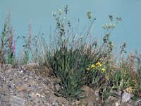 Biscutella laevigata 23, Saxifraga-Jan van der Straaten