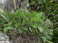 Biscutella laevigata ssp varia 7, Saxifraga-Rutger Barendse