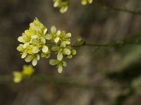 Biscutella megacarpaea ssp variegata 2, Saxifraga-Jan van der Straaten