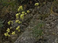 Biscutella megacarpaea ssp variegata 3, Saxifraga-Willem van Kruijsbergen