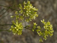 Biscutella megacarpaea ssp variegata 4, Saxifraga-Jan van der Straaten