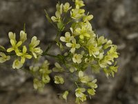 Biscutella megacarpaea ssp variegata 7, Saxifraga-Willem van Kruijsbergen