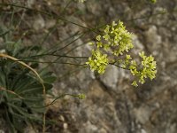 Biscutella megacarpaea ssp variegata 8, Saxifraga-Jan van der Straaten