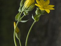 Blackstonia perfoliata, Yellow-wort
