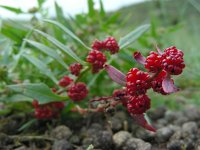 Blitum virgatum 11, Rode aardbeispinazie, Saxifraga-Ed Stikvoort