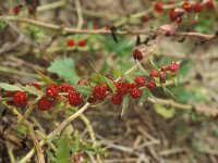 Blitum virgatum 13, Rode aardbeispinazie, Saxifraga-Piet Zomerdijk