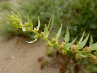 Blitum virgatum 4, Rode aardbeispinazie, Saxifraga-Ed Stikvoort