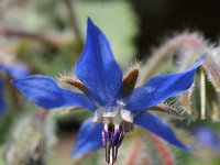 Borago officinalis 44, Bernagie, Saxifraga-Sonja Bouwman