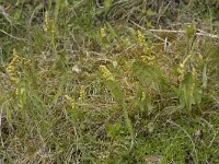 Botrichium lunaria 57, Gelobde maanvaren, Saxifraga-Willem van Kruijsbergen